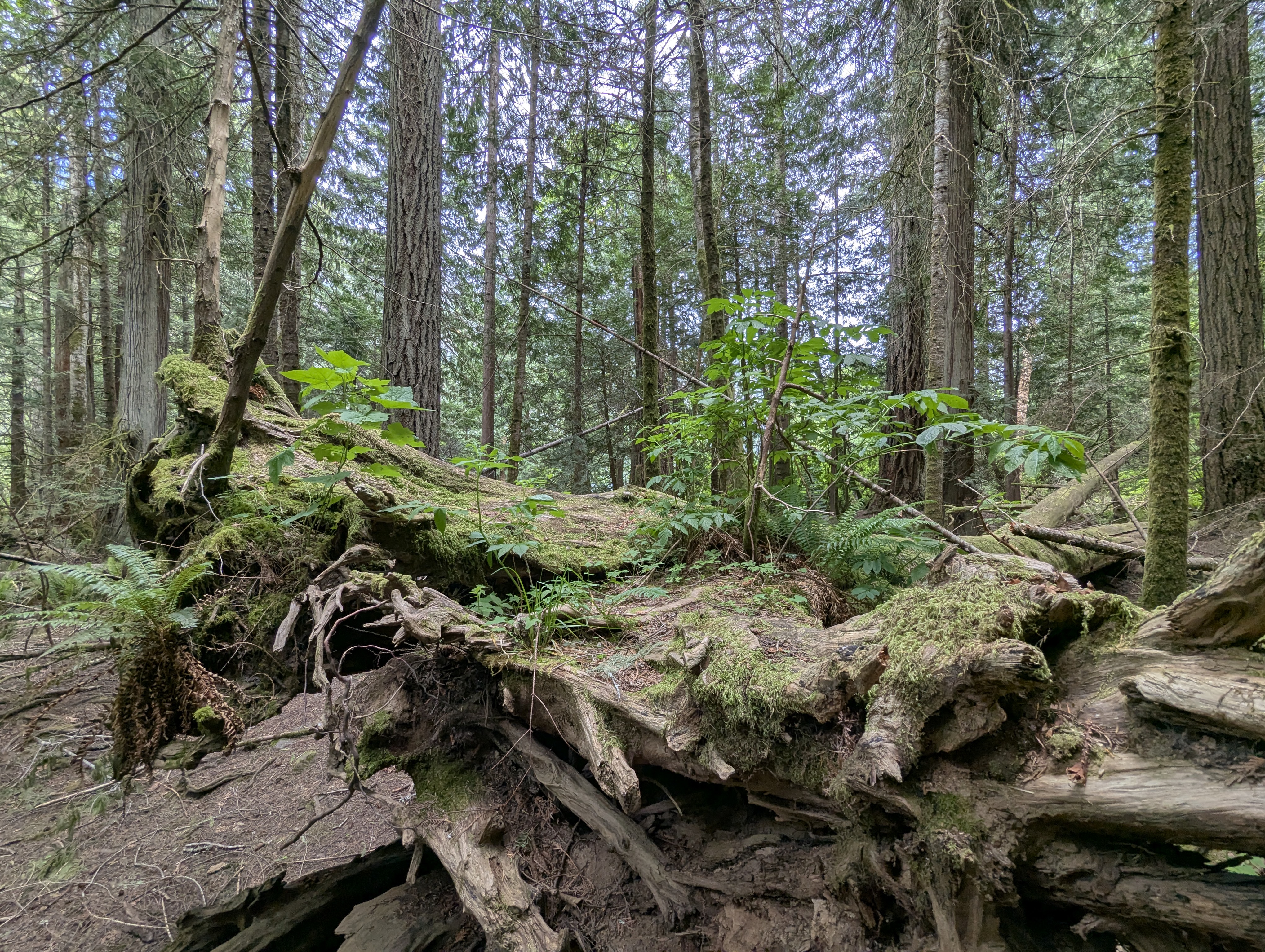 Birthday Trip to Canada, Cathedral Grove, Vancouver Island